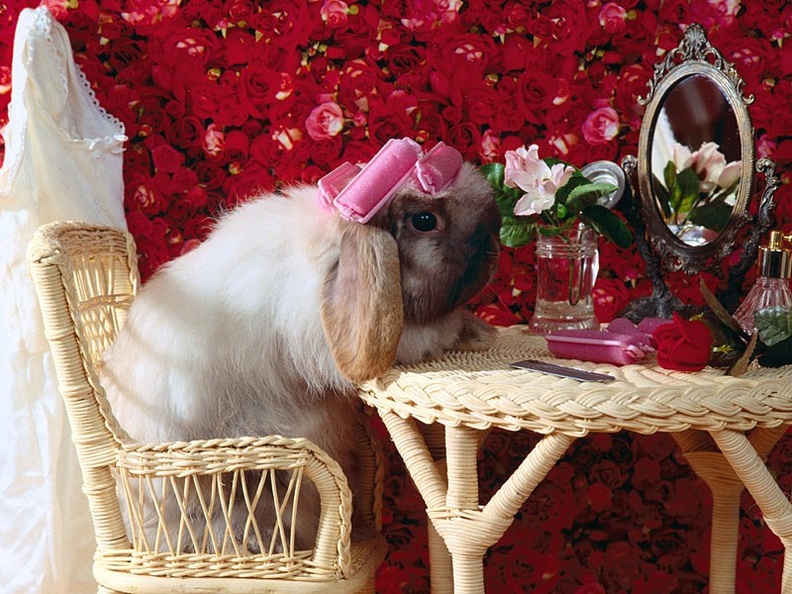 Bad Hare Day